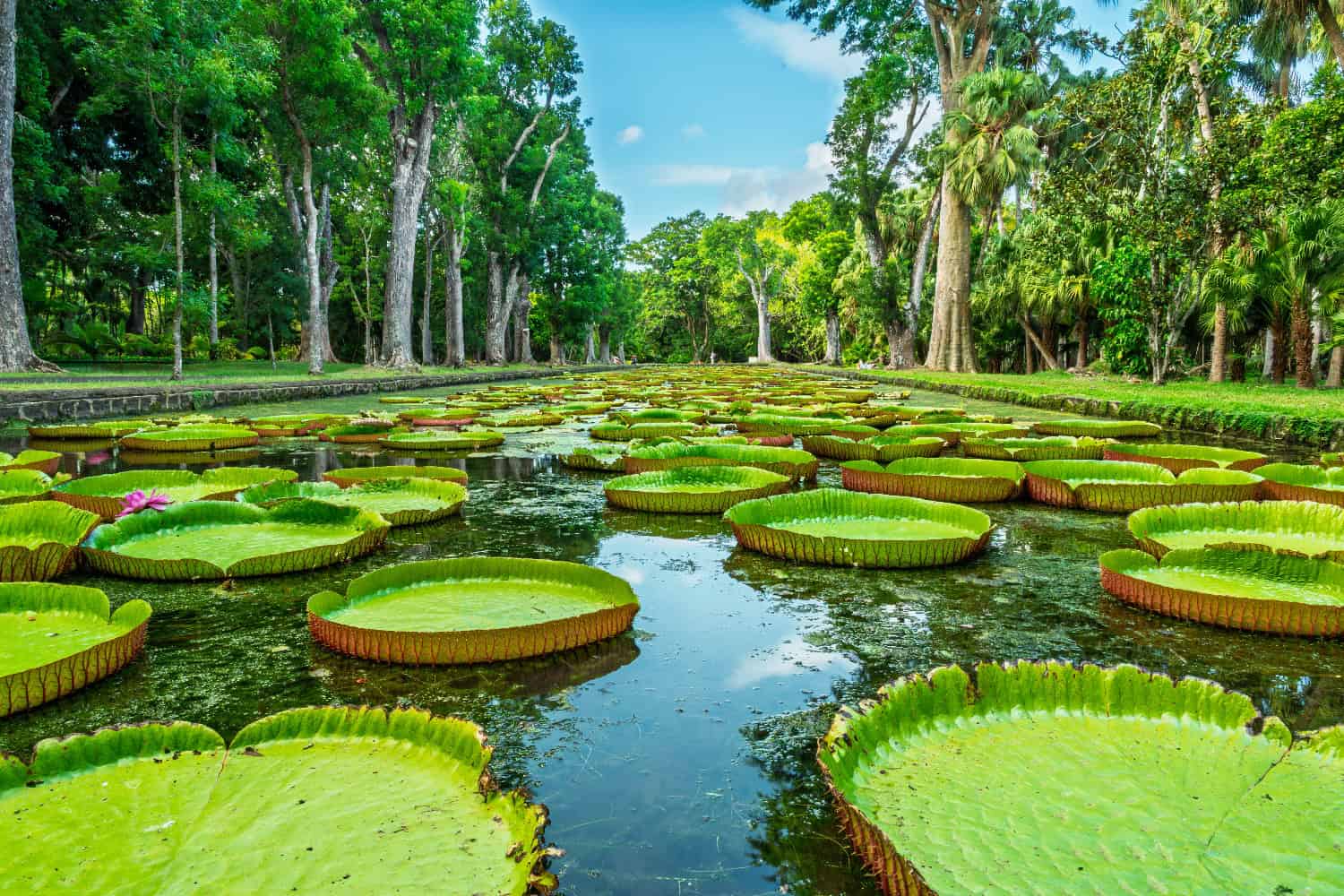 Riesenseerosen im Botanischen Garten Pamplemousses auf Mauritius umgeben von tropischer Vegetation